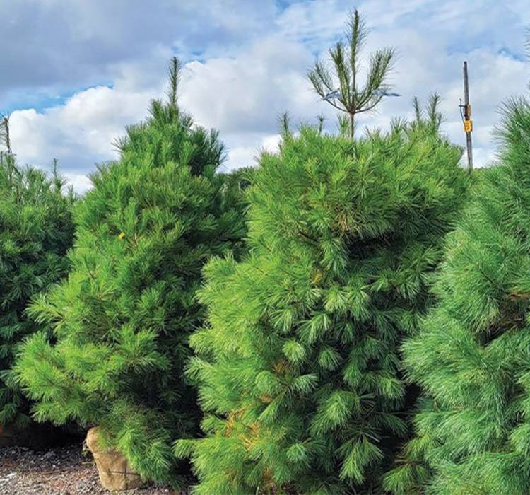 Eastern White Pine Tree Eastern White Pine Tree for Sale in Southeast Wisconsin