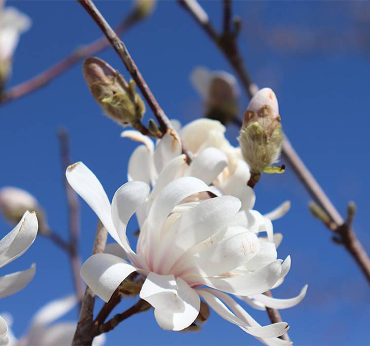Centennial Blush Star Magnolia Centennial Blush Star Magnolia Tree for Sale