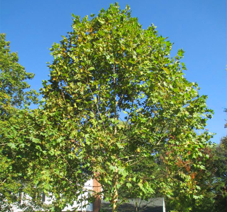 Exclamation!™ London Planetree Exclamation!™ London Planetree - Platanus x acerifolia 'Morton Circle' for Sale from PlantNGo