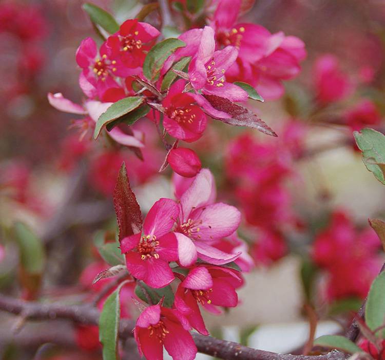 Royal Raindrops® Crabapple Tree Royal Raindrops® Crabapple Tree Available for Sale