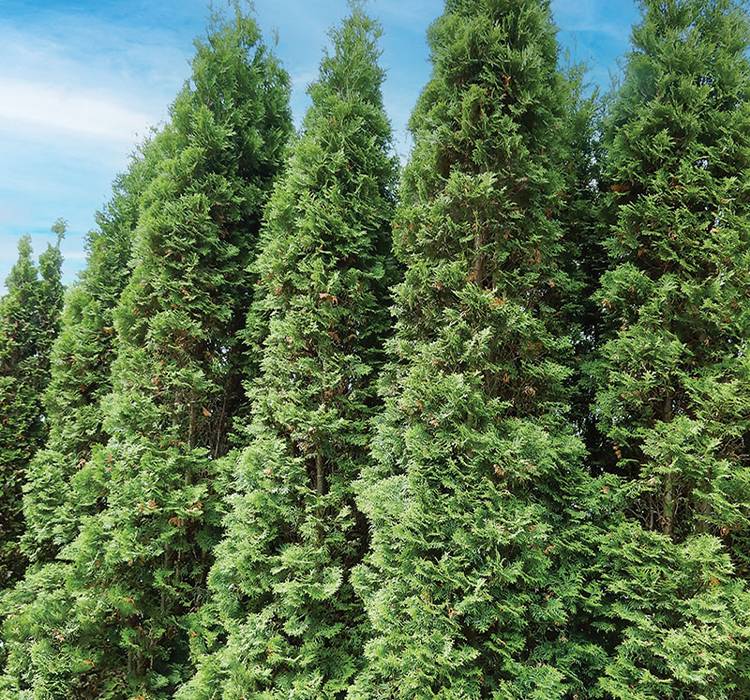 Degroot's Spire Arborvitae Degroot's Spire Arborvitae for Sale from PlantNGo