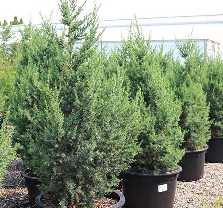 Star Power™ Juniper Star Power™ Juniper for Sale in Southeast Wisconsin
