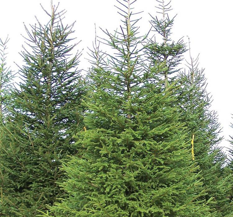 Norway Spruce Tree Norway Spruce Tree for Sale in Landscape Design